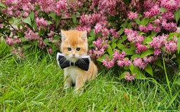 Scottish Fold cats for sale: READY NOW - TICA - SCOTTISH STRAIGHT BOY, NY12. - Image 20