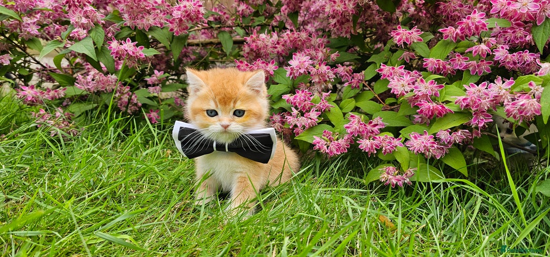 Scottish Fold cats for sale: READY NOW - TICA - SCOTTISH STRAIGHT BOY, NY12. - Image 20