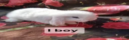 Mini Lop rabbits for sale: Mini lop baby rabbits - Advert 10