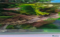 Terrapin reptiles for sale: Pair Mississippi Map Turtle  - Image 9
