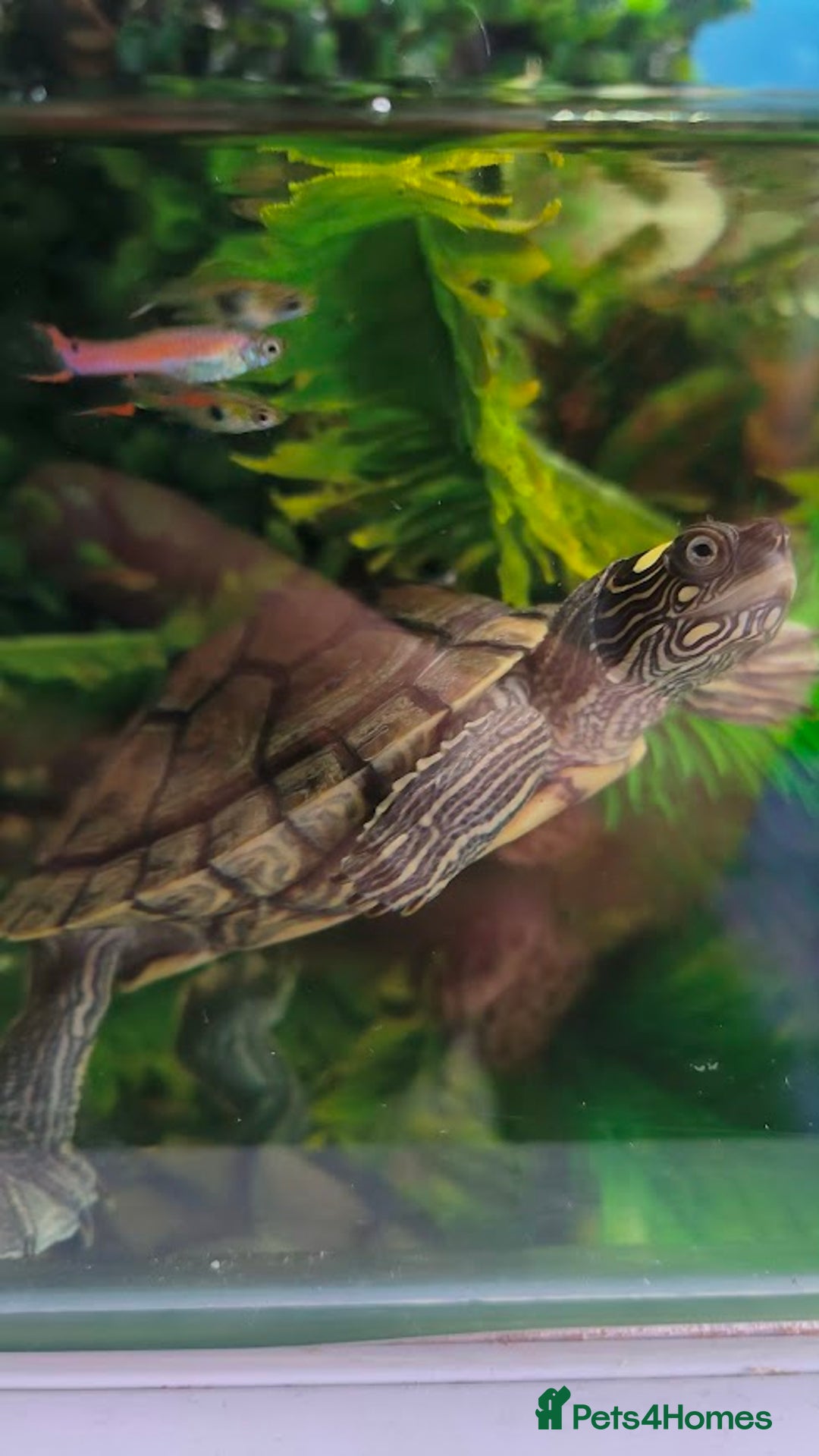 Terrapin reptiles for sale: Pair Mississippi Map Turtle  - Image 9