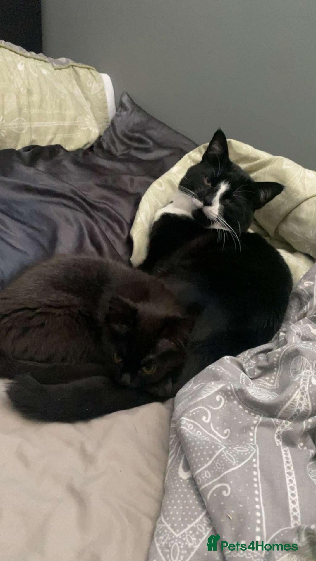 British Shorthair cats for sale: Bombay and tux pair, looking for forever home!  - Advert 2