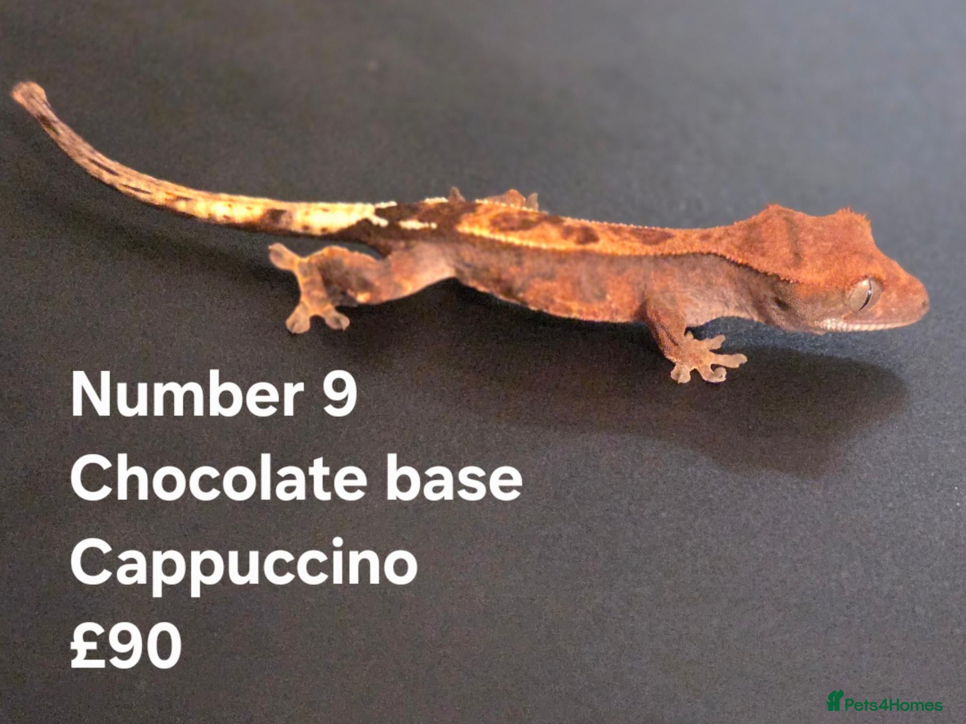 Gecko reptiles Current reptiles available  - Advert 21