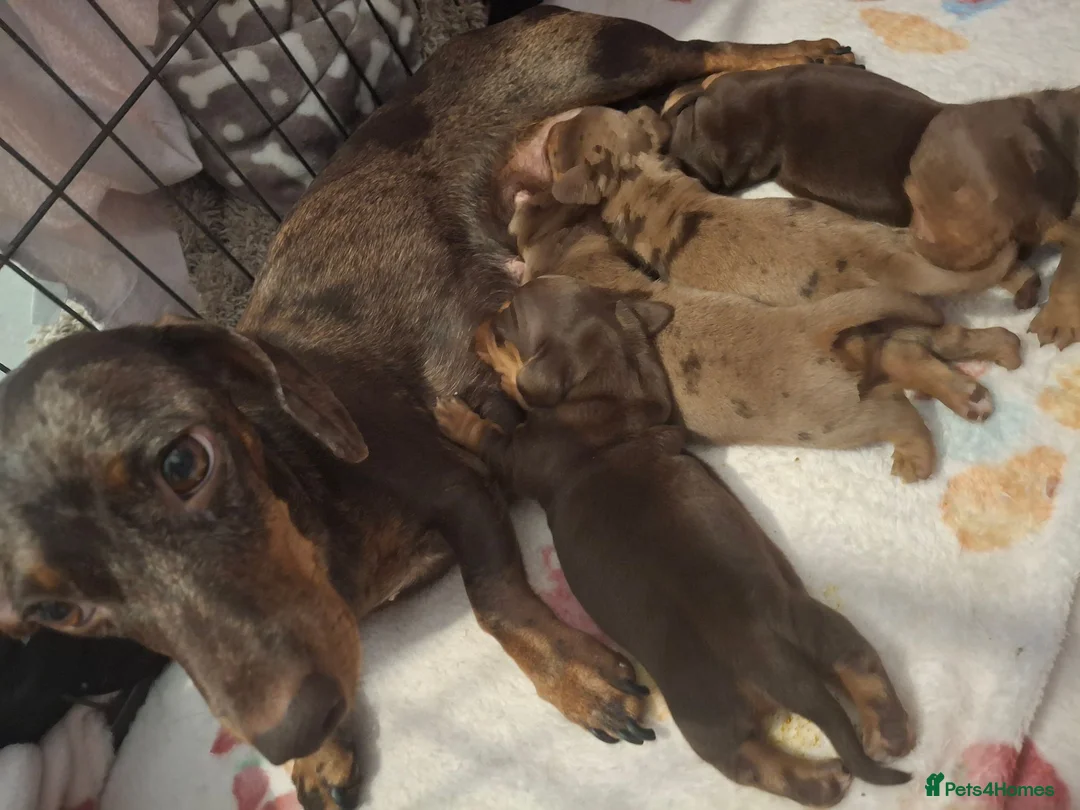 Miniature Dachshund dogs for sale: Miniature Dachshund puppies  in Derby - Advert 28