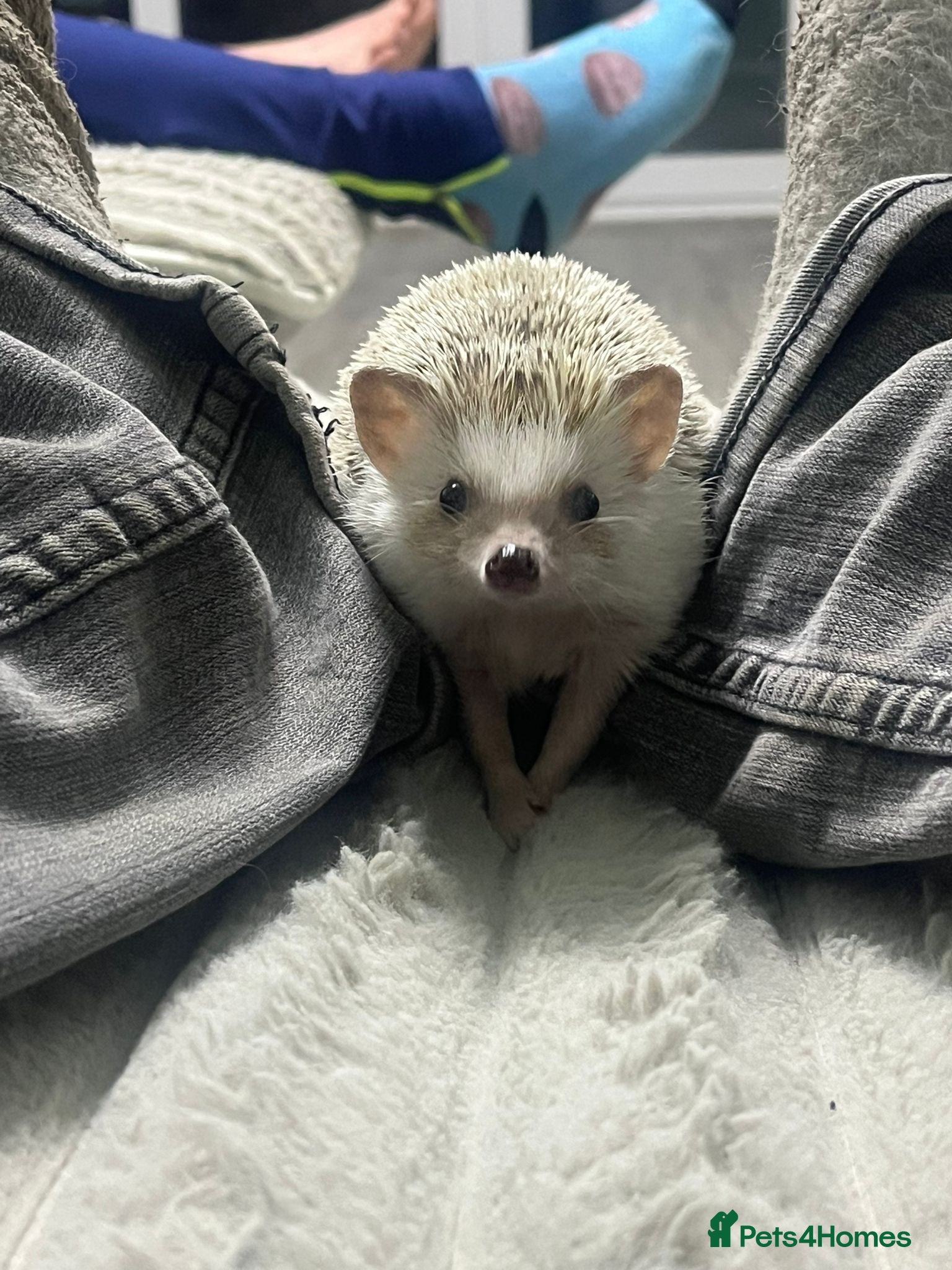 Pygmy Hedgehog rodents Female African Pygmy Hedgehog and full set up - Advert 7