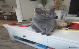 British Shorthair cats for sale: Blue British Shorthair Female - Image 3
