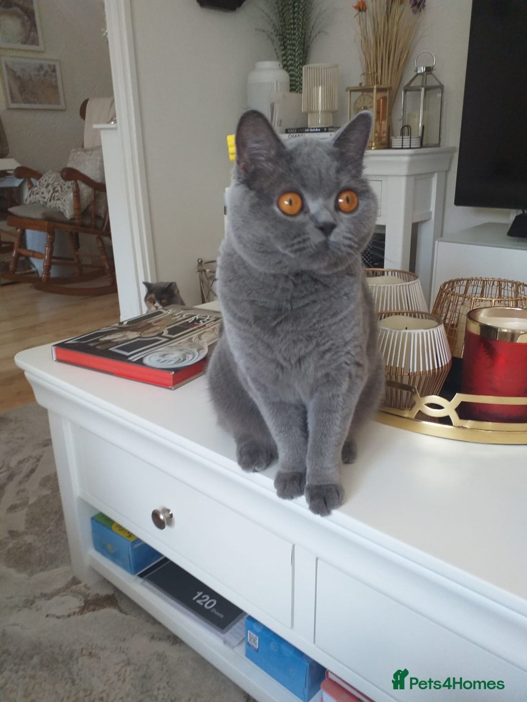 British Shorthair cats for sale: Blue British Shorthair Female - Image 3