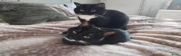 Mixed Breed cats for sale: Two Gorgeous Male house cats - Advert 4