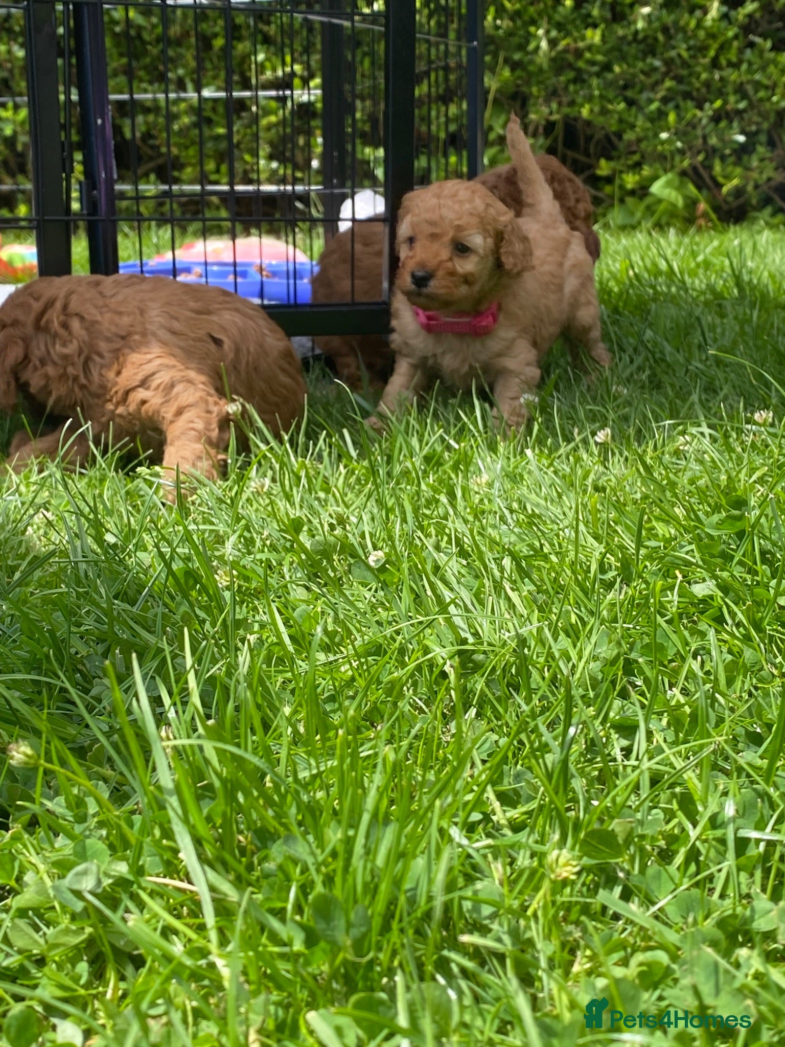 Cavapoo dogs 5 Beautiful Cavapoos from a family home.  - Advert 8