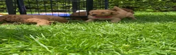 Cavapoo dogs for sale: 5 Beautiful Cavapoos from a family home.  - Advert 2