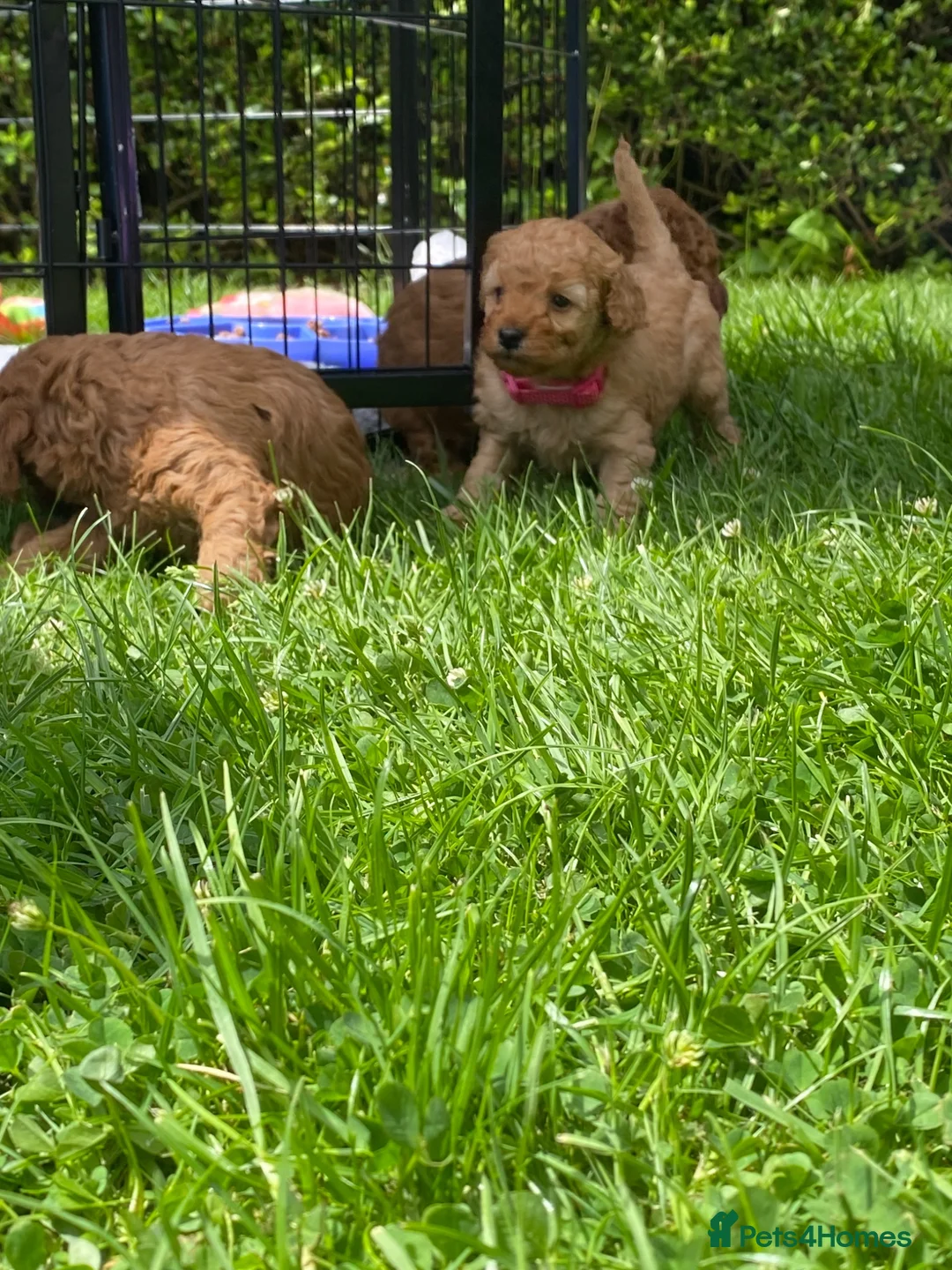 Cavapoo dogs for sale: 5 Beautiful Cavapoos from a family home.  - Advert 2