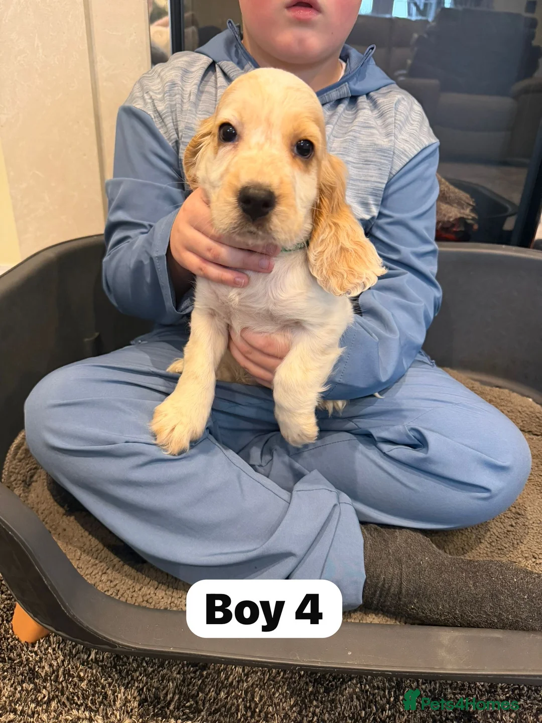 Cocker Spaniel dogs for sale: Beautiful adorable show type cocker spaniels - Advert 32