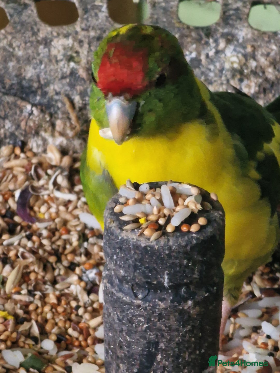 Mixed Breed birds for sale: Avairy birds - Image 2