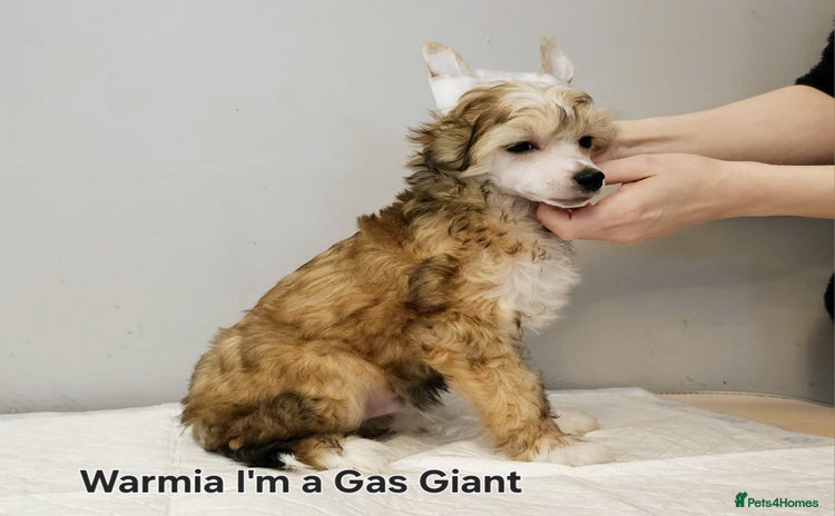 Chinese Crested dogs - Advert 1