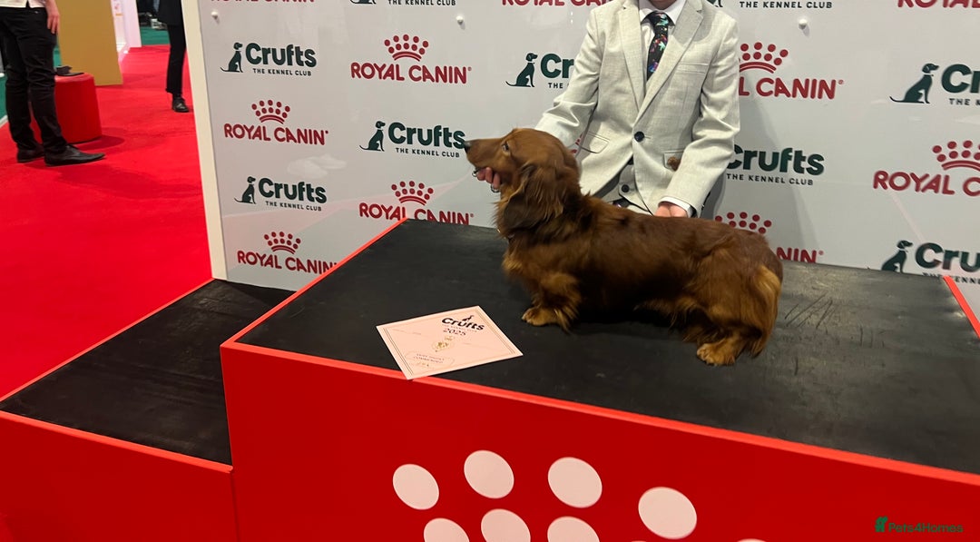 Miniature Dachshund dogs for stud: Miniature long hair(crufts qualified for life) in Bridge of Weir - Image 2