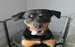 Rottweiler dogs for sale: Rottweiler female 6months - Image 4