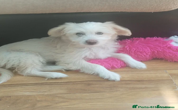 Chinese Crested dogs - Advert 1