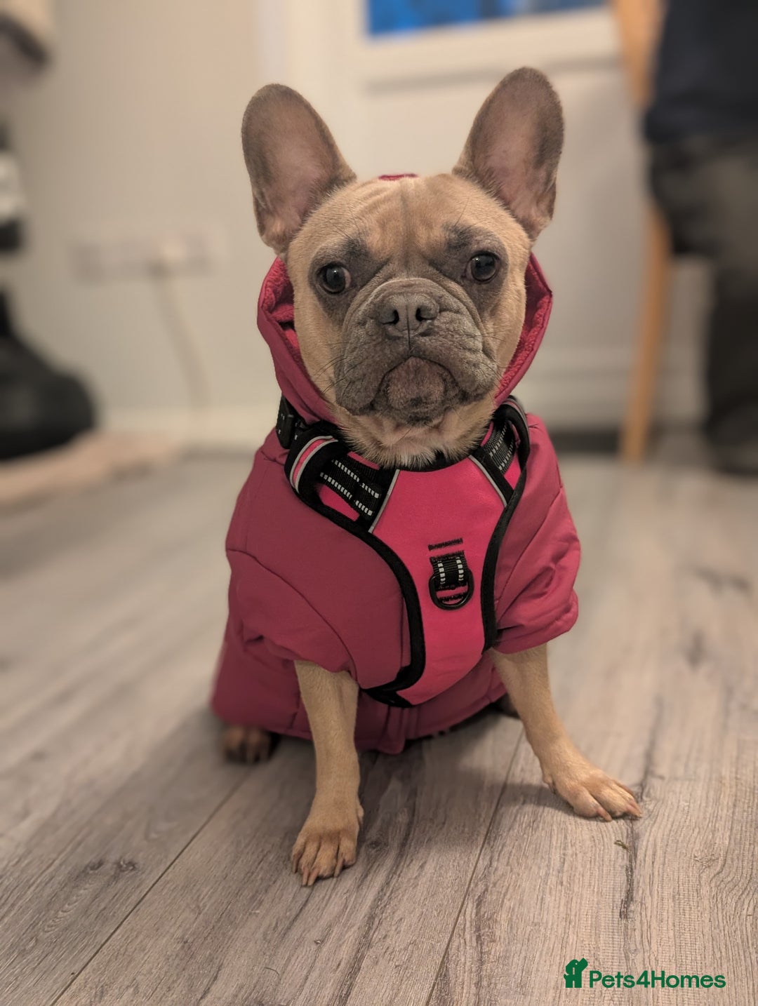 French Bulldog dogs for sale: French bulldog puppy's ready to go! - Advert 26