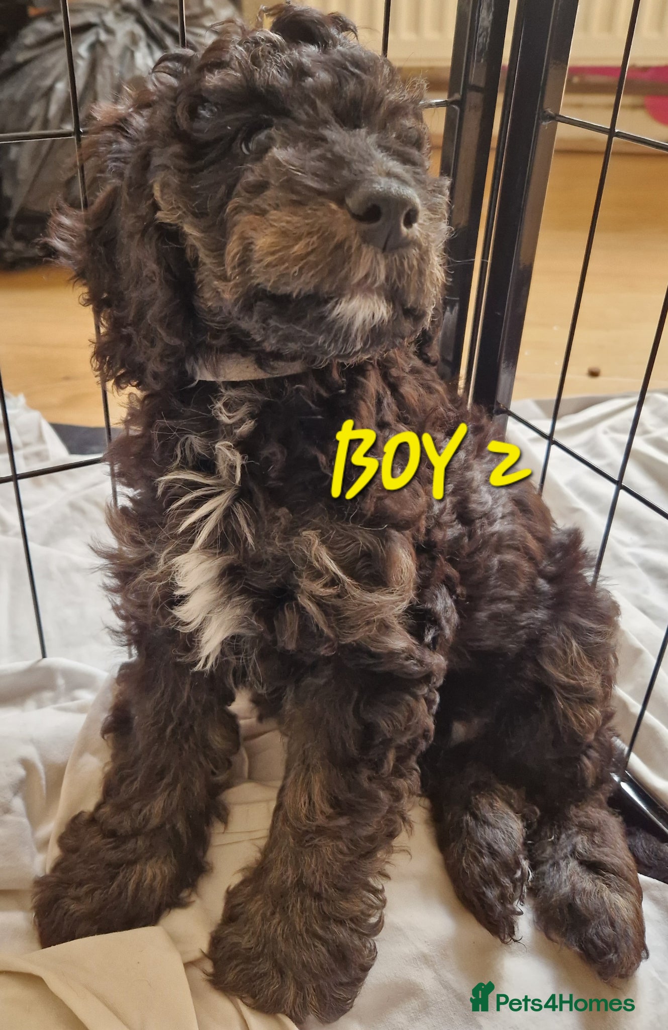 Cockapoo dogs Ready now! F1b Cockapoo Boys  - Advert 11