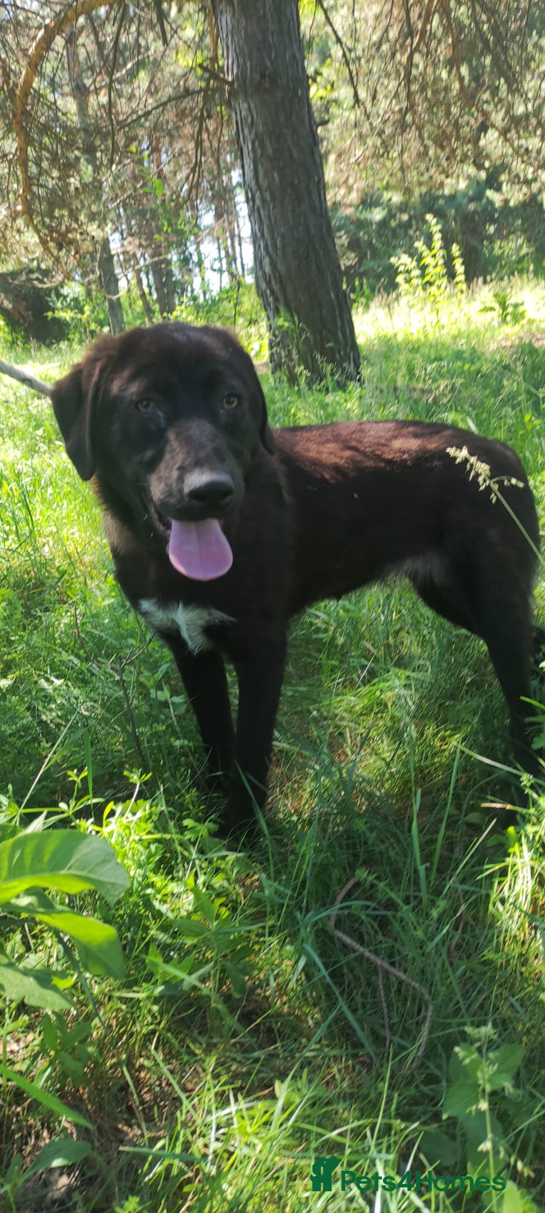 Mixed Breed dogs for adoption: 🌸Sweet and Beautiful AZALEA - Deserving Kindness - Advert 1