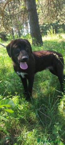 Mixed Breed dogs 🌸Sweet and Beautiful AZALEA - Deserving Kindness - Advert 2