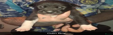 Odin