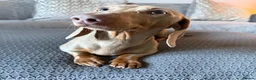Miniature Dachshund dogs for stud: Bowser Isabella Stud KC Registered  - Advert 4
