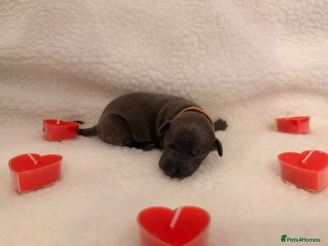 Italian Greyhound dogs for sale: Italian greyhound puppies - Advert 10