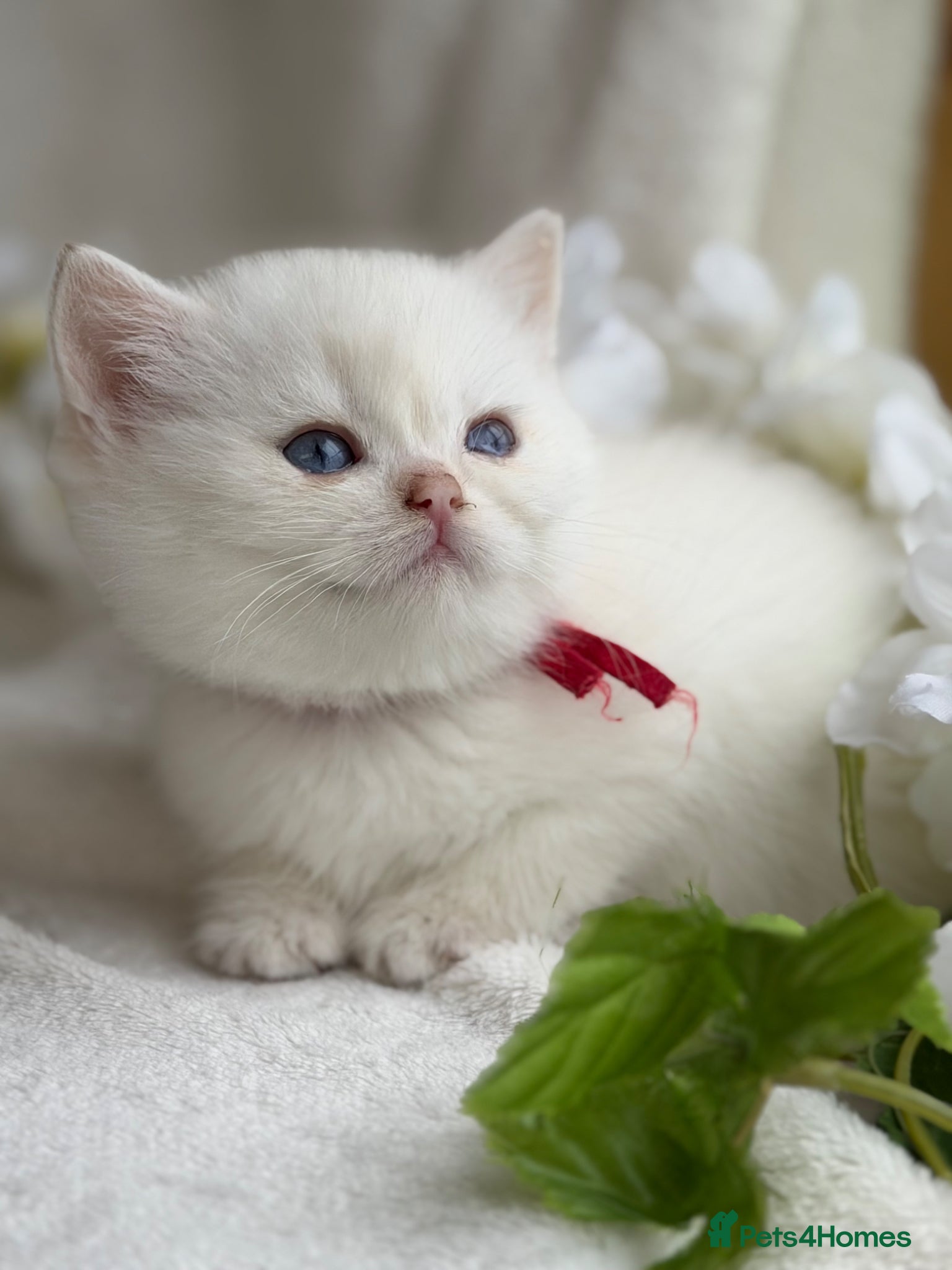 British Shorthair cats for sale: British shorthair golden adorable kitten GCCF  - Advert 29