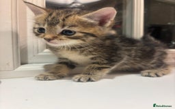 Mixed Breed cats for sale: 4 Persian chinchilla mix breed kittens  - Image 19