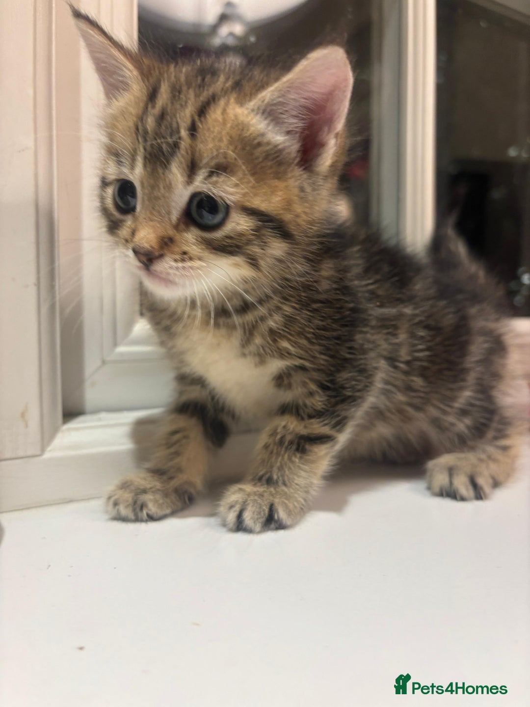 Mixed Breed cats for sale: 4 Persian chinchilla mix breed kittens  - Image 19