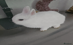 Netherland Dwarf rabbits for sale: ADORABLE NETHERLANDS DWARF RABBIT FOR SALE - Advert 2