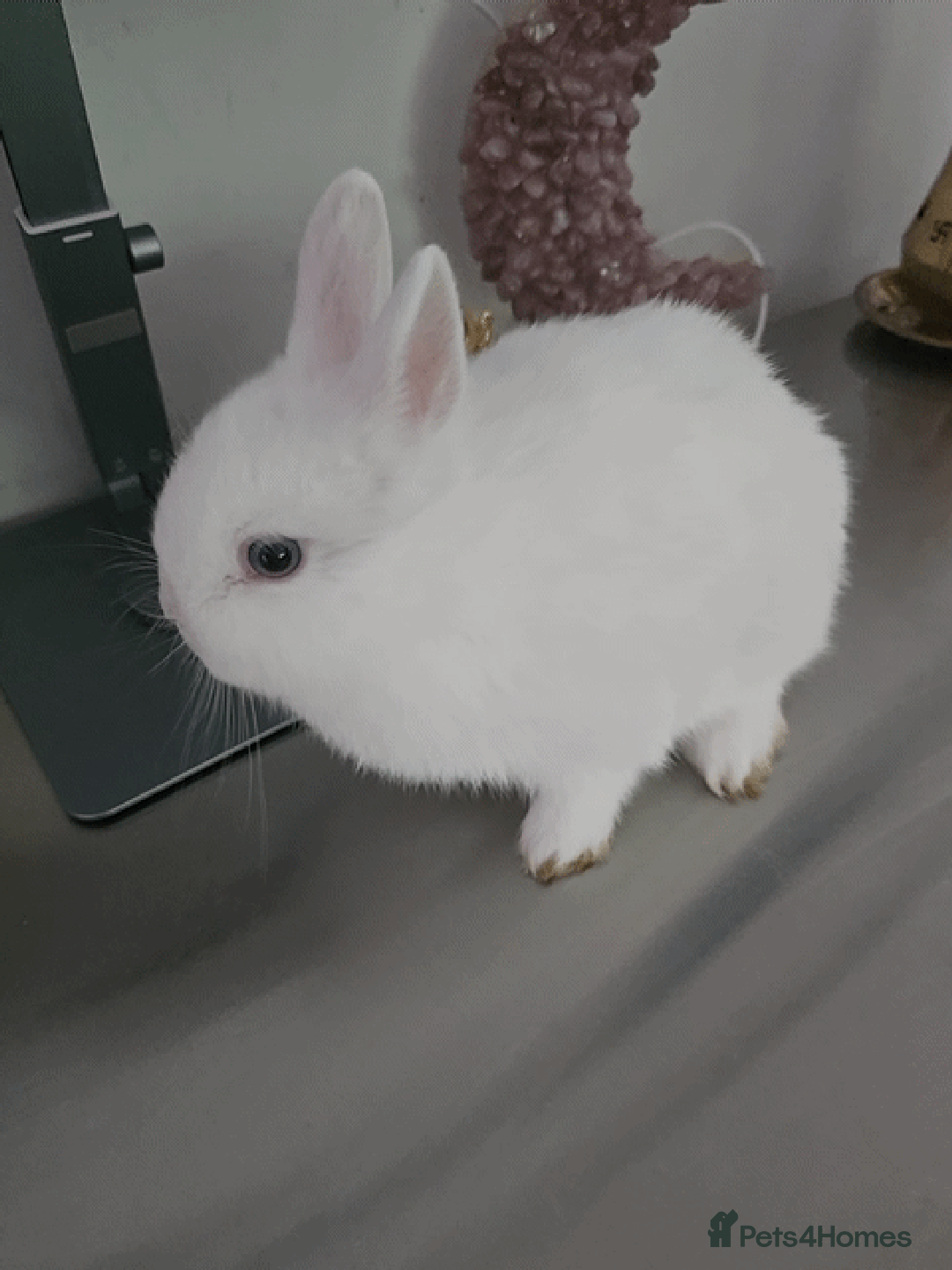 Netherland Dwarf rabbits for sale: ADORABLE NETHERLANDS DWARF RABBIT FOR SALE - Advert 2