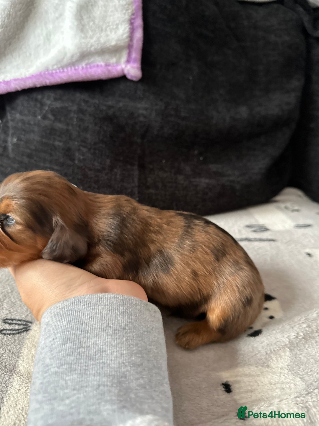 Miniature Dachshund dogs for sale: Miniature Dachounds  - Advert 15