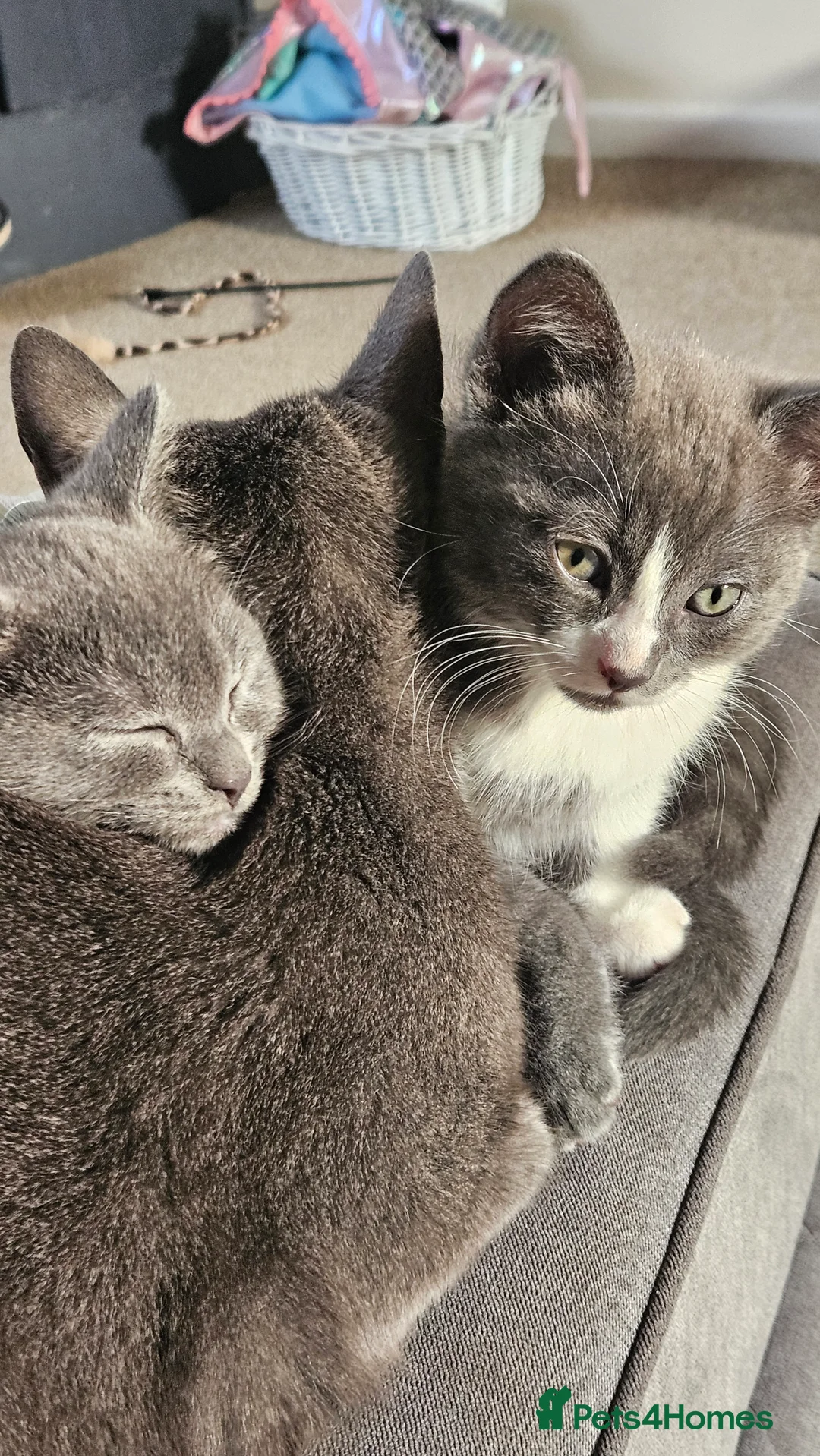 Mixed Breed cats for sale: Grey kittens - Advert 6