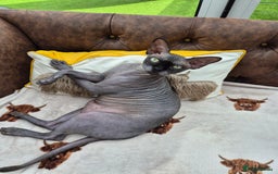 Sphynx cats for sale: Sphinx boy - Image 6