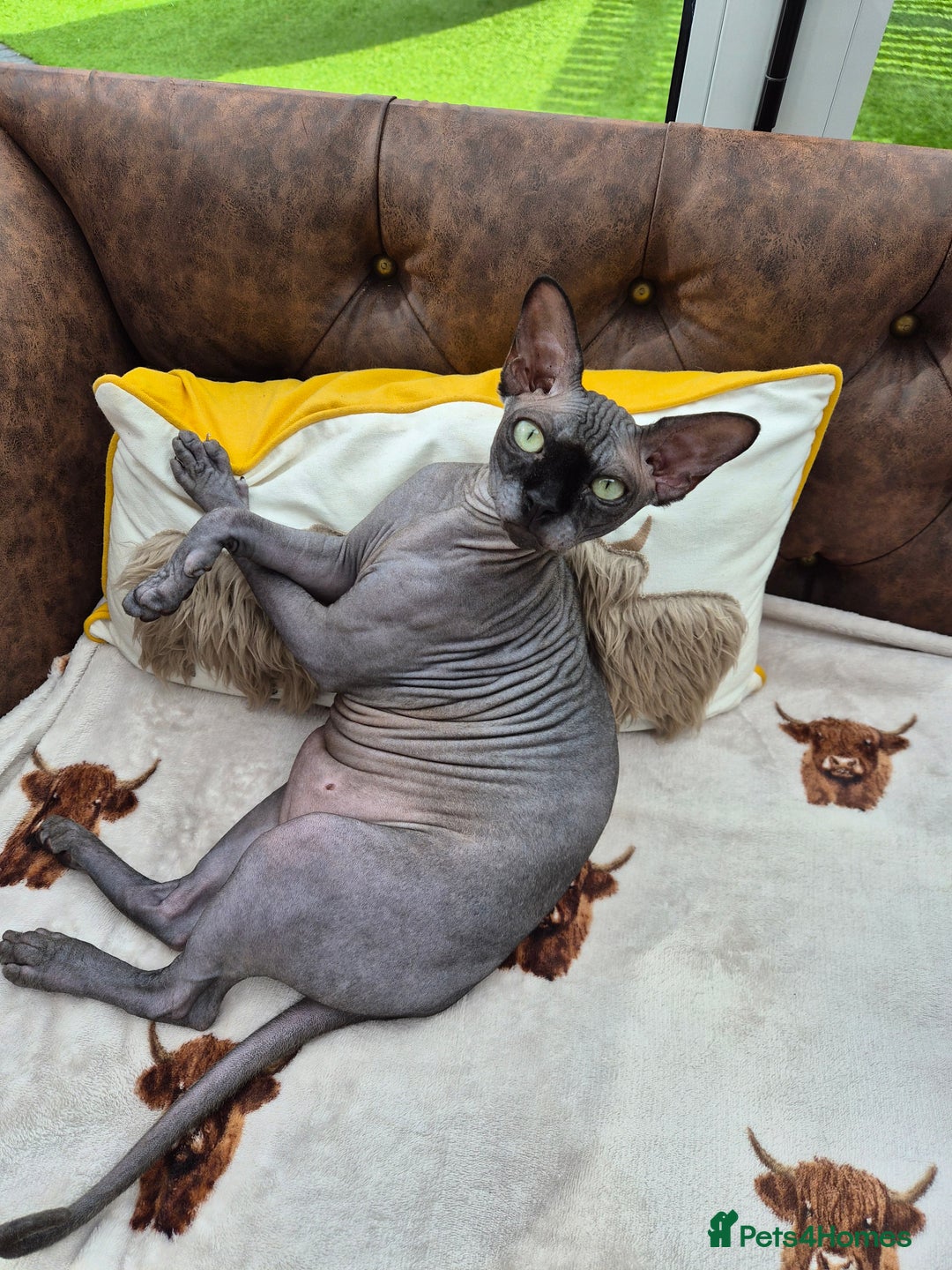 Sphynx cats for sale: Sphinx boy - Image 6