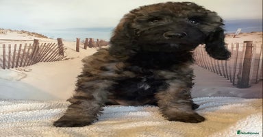 Poodle dogs - Advert 5
