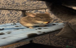 Chinchilla rodents for sale: 2 gorgeous chinchilla sisters for re homing ! - Image 6