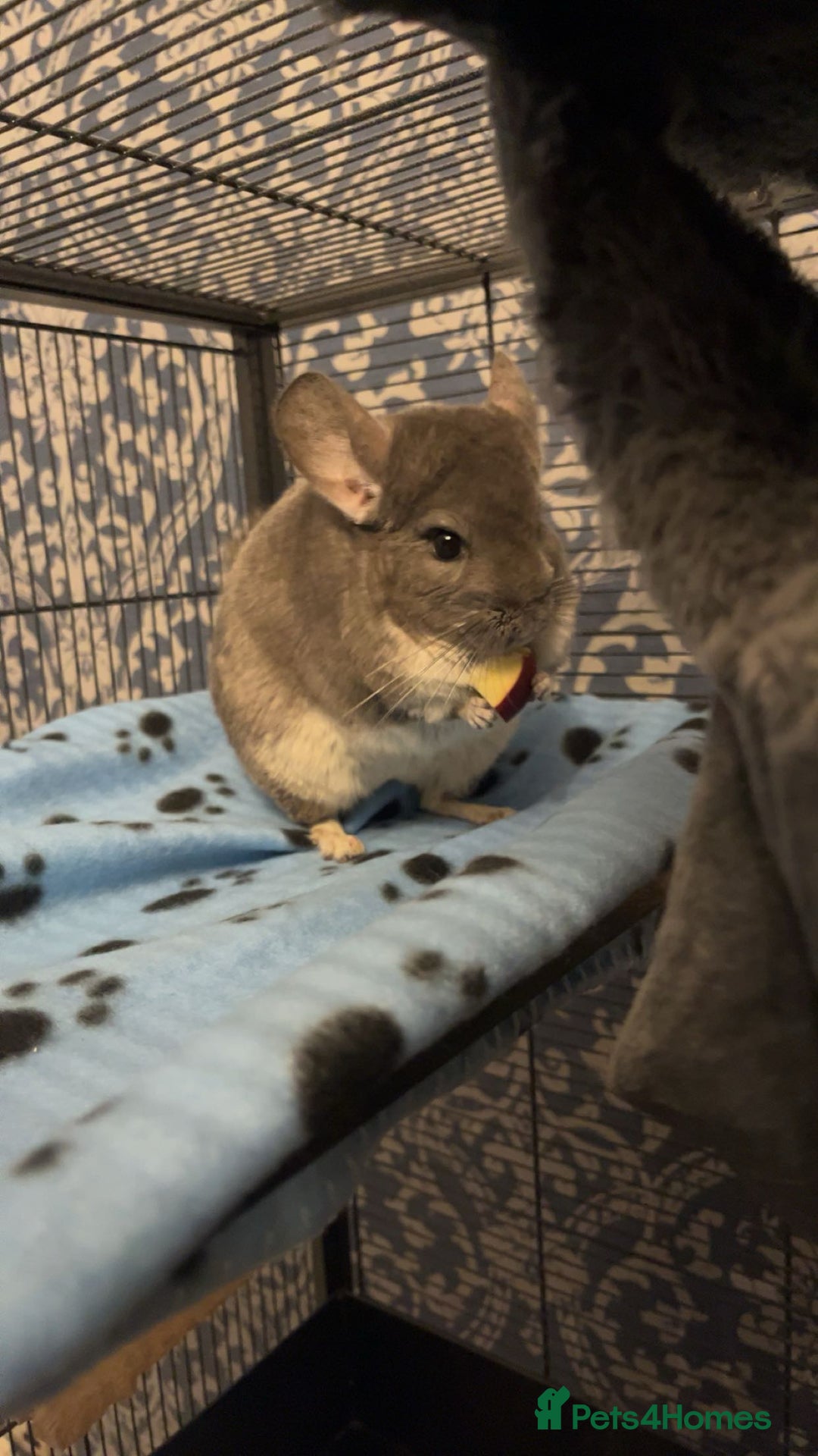 Chinchilla rodents for sale: 2 gorgeous chinchilla sisters for re homing ! - Image 6