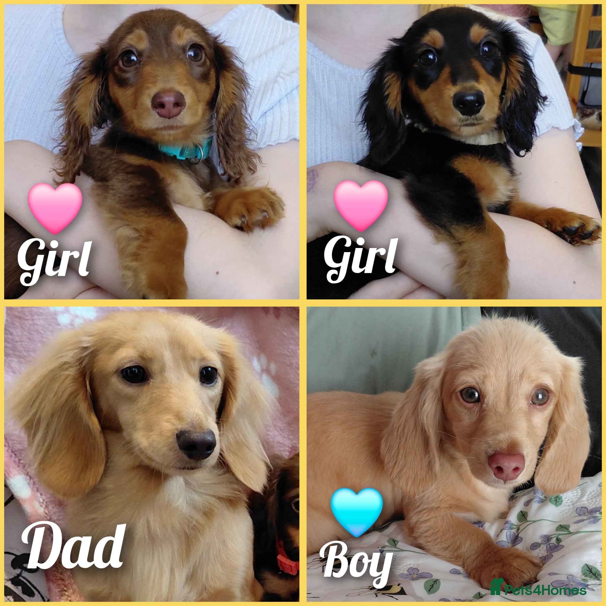 Miniature Dachshund dogs ✨️Beautiful Longhaired Minis✨️Lovely Temperments✨️ - Advert 13