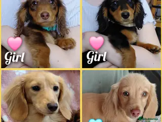 Miniature Dachshund dogs ✨️Beautiful Longhaired Minis✨️Lovely Temperments✨️ - Advert 13