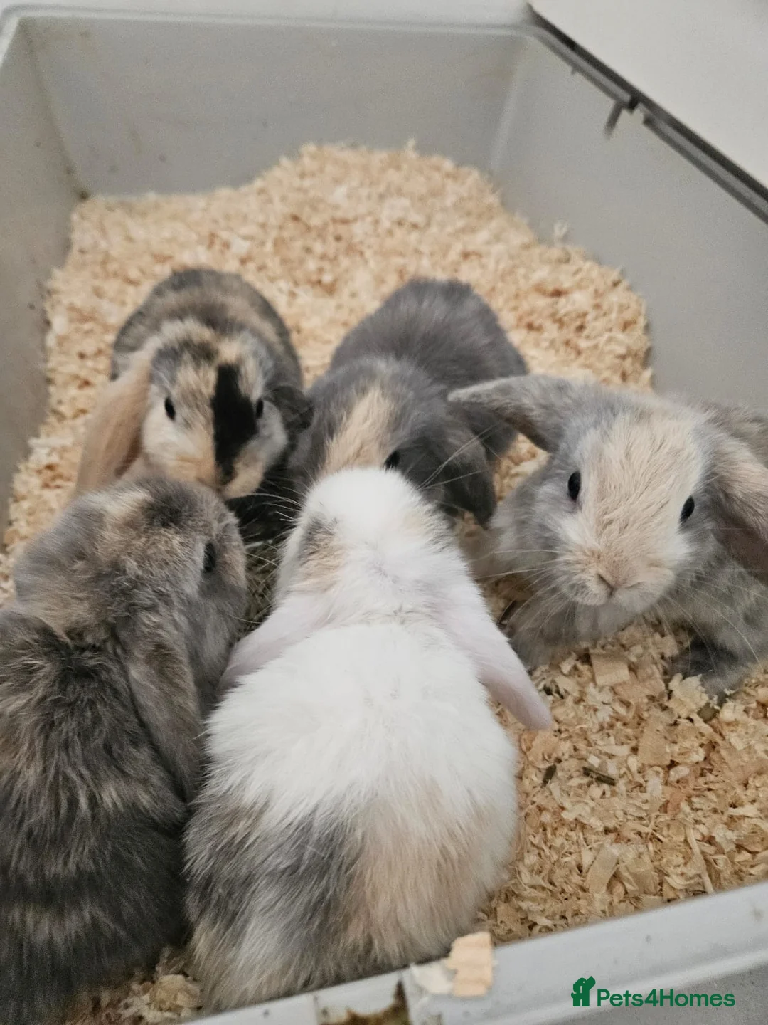 Dwarf Lop rabbits for sale: 5 beautiful dwarf lop bunnies for sale in Sheerness - Advert 2