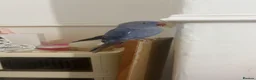 Ringnecks birds for sale: beautiful rare violet indian ringneck parrot in Batley - Advert 2