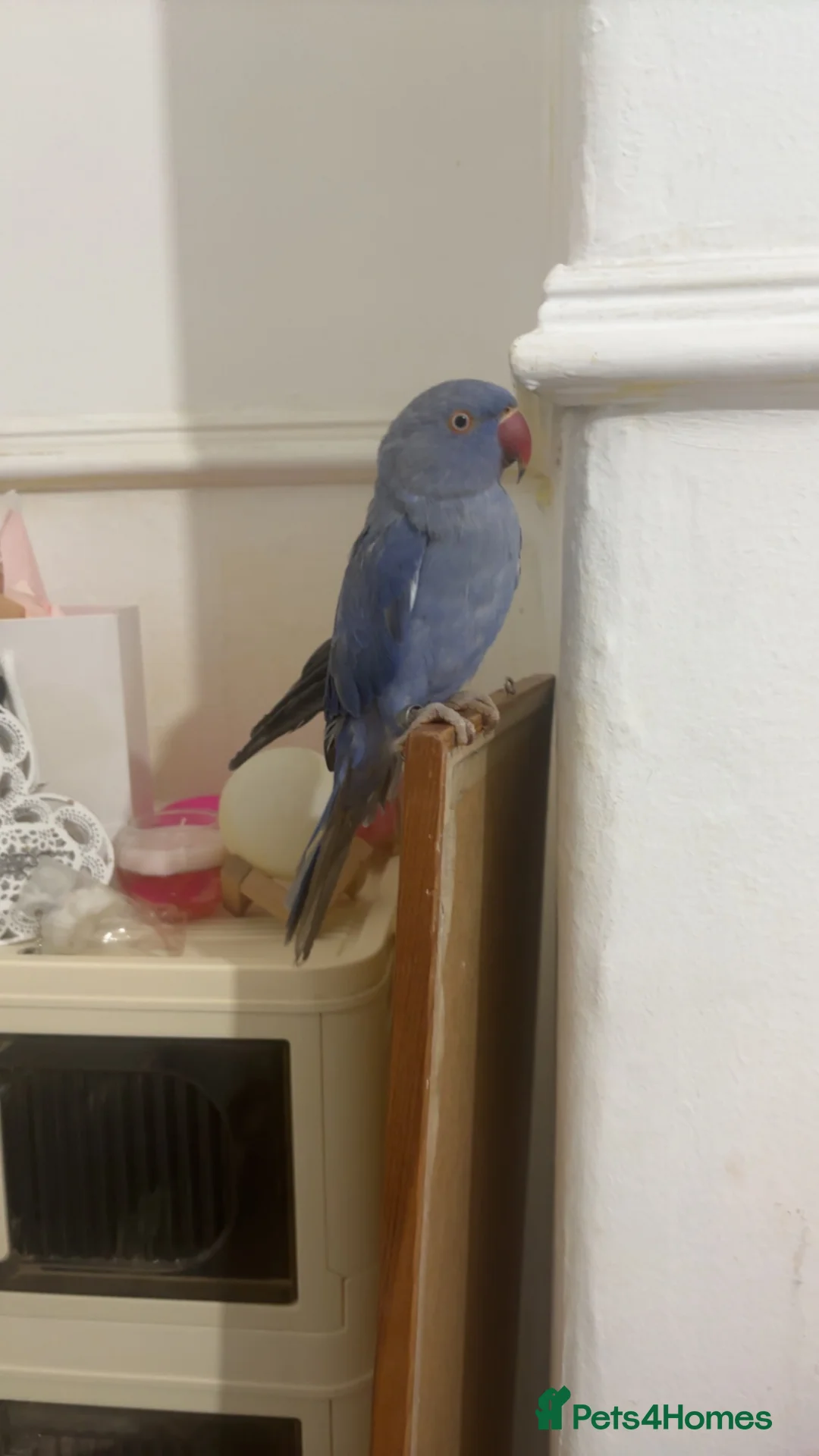 Ringnecks birds for sale: beautiful rare violet indian ringneck parrot in Batley - Advert 2
