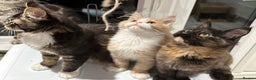 Maine Coon cats for sale: Xl mainecoon kittens dad is Xl very big boy  - Advert 17
