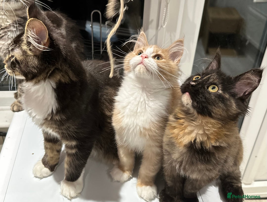 Maine Coon cats for sale: Xl mainecoon kittens dad is Xl very big boy  - Advert 17