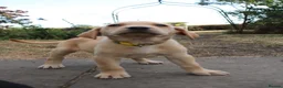 Labrador Retriever dogs for sale: Fox Red KC Labrador Puppies - Advert 13