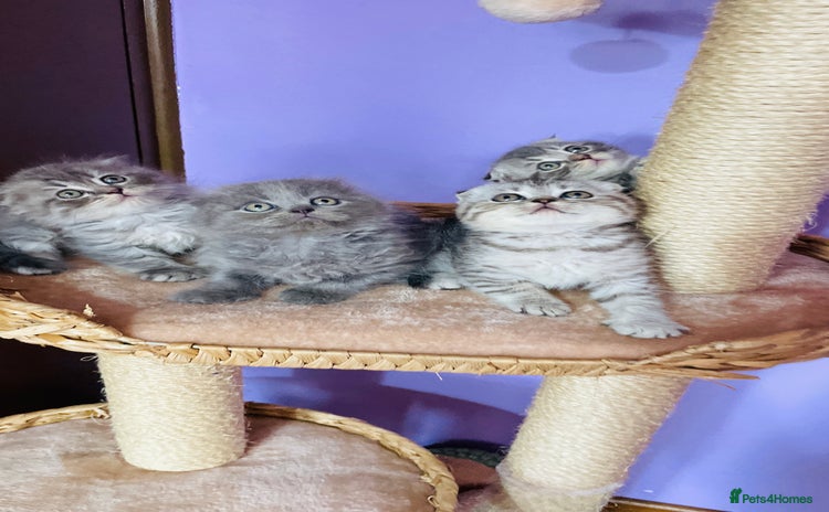 Scottish Fold cats Beautiful litter looking for new homes ❤️❤️ - Advert 2