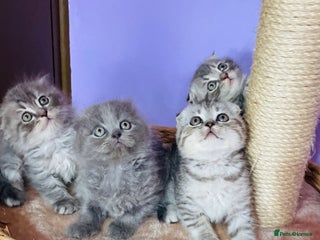 Scottish Fold cats Beautiful litter looking for new homes ❤️❤️ - Advert 11
